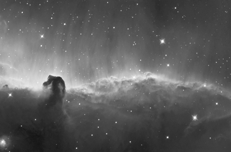 Panoramic Horse Head